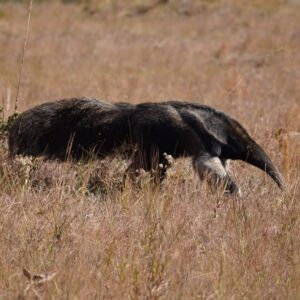 IMG_20210803_082540_267